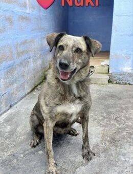 Nuki - kennt das Familienleben - Höchst (Odenwald)