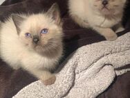 Ragdoll babykatzen - Erding