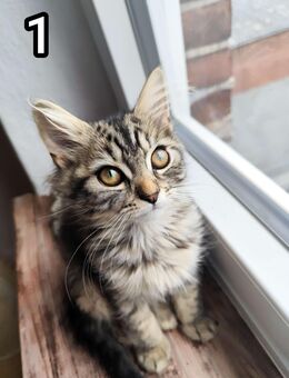 5 Kitten Perser Angora Mix - Itzehoe