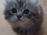 Katzenbabys abzugeben BLH und Hauskatze mix - Bad Urach