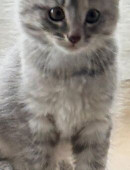 Süße baby Katzen - Stadtoldendorf