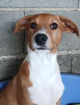 JOCA sucht seine Familie mit Herz - Sulzfeld (Baden-Württemberg)