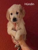 Abgabebereit! Goldene Retrieverwelpen in 53804