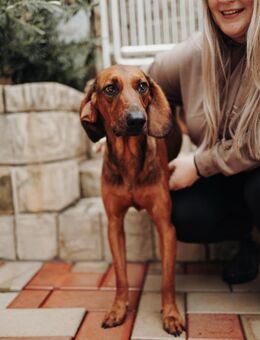 Liebster Dumbo sucht seine Menschen! - Hamburg