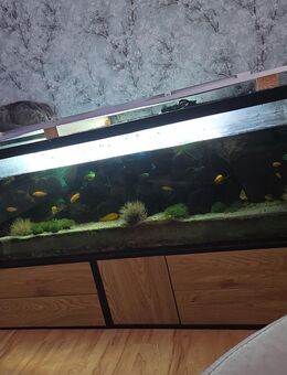 Malawi Aquarium - Hammoor