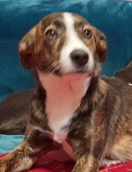 S.O.S. - für - JACK !!!........ - Kempen