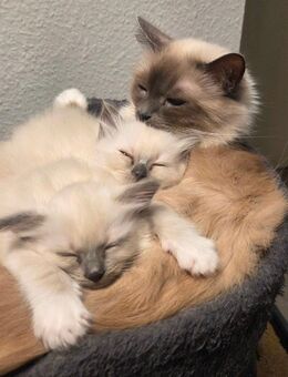 Reinrassige Heilige Birma Kitten - Pforzheim