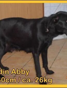große Hündin Abby sucht ein Zuhause - Margetshöchheim