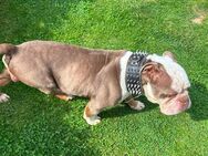 Old English Bulldog Deckrüde - Geringswalde