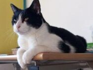Cielo - kleiner Kater mit großem Herz - Poing