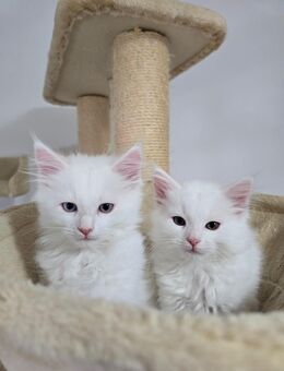 Weiße Maine Coon Mix Kitten 🤍 - Ainring