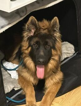 Milow sucht seine perfekte Familie - Prien (Chiemsee)