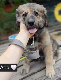 ARLO sucht eine liebe Familie - Linden (Hessen)
