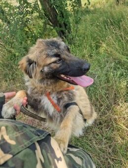 Nox; geschickter, kleiner Meisterdieb - Geilenkirchen