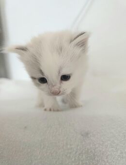 Ragdoll Kitten geimpft,entwurmt - Gelsenkirchen