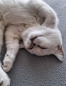 BKH Kitten Katze weiß mit blauen Augen - Villingen-Schwenningen
