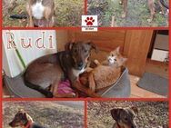 Rudi Jagdhund Mischling Rüde Junghund - Margetshöchheim