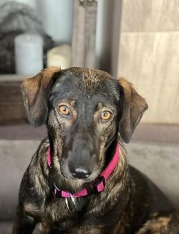 🐾 Finchen sucht ihr Zuhause - Freilassing
