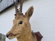 Rehbock Reh Tier Bock Tierpräparat Nachlass - Duisburg