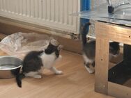 Katzen babbys - Balingen