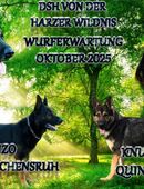 Erwartet werden Anfang Oktober Knochenkräftige Gesunde DSH Welpen aus selten gewordenen Blutlinien 99,9 %DDR Blütig. in 99628