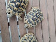 Testudo boettgeri abzugeben - Gärtringen
