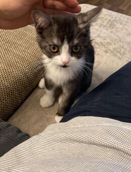 Siam/BKH MIX männliches katzenbaby - Kerpen (Kolpingstadt)