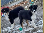 2 hübsche Australian Shepherd Mädels suchen noch ein liebevolles Zuhause - Neuburg (Donau) Zentrum