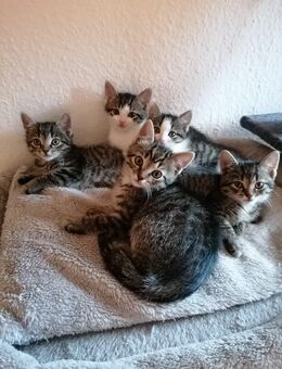 Katzenkinder, Katzenbabys, Kitten - Ascheberg (Holstein)