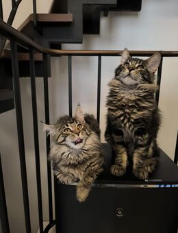 Maine Coon Kitten mit Stammbaum - Duisburg