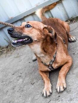 Füge wartet so sehr auf seine Menschen - Nordwalde