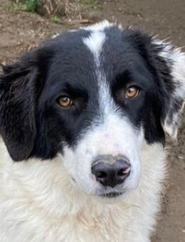 Harbin, geb. ca. 05/2022, Griechenland - Markdorf