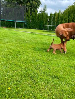 Rhodesian Ridgeback Welpen - Tellingstedt