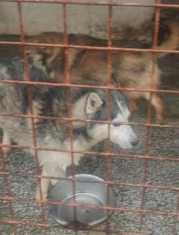 lieber,kastrierter Husky im Tötungstierh - Abensberg