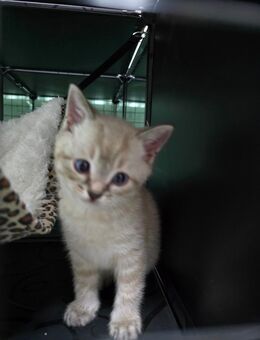 BKH siam Tabby blue mix - Neuenkirchen (Landkreis Heidekreis)