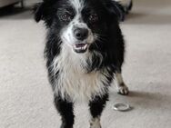 Balu - kleiner Mann sucht SEIN Zuhause - Elmshorn