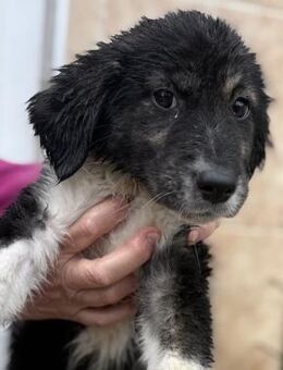 Nena - Aufgeschlossene, tolle Welpin - Berlin