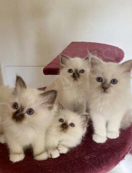 Wunderschöne Heilige Birma Kitten mit Stammbaum suchen ein schönes zu Hause. - Heeßen