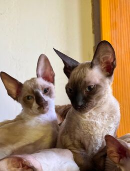 Wunderschöne reinrassige Cornish Rex Kitten ähnlich Sphynx - Zwickau