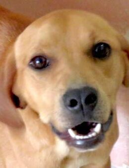 Fletcher -auf der Strasse geboren- - Oldenburg