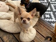 Creme Chihuahua Kurzhaar reinrassig - Aachen