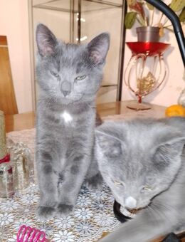 Korat-Katzen mix mit Russisch Blau 4 Monate alt - Hamburg