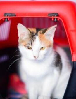 Sophie aus dem Tierschutz - Grevenbroich