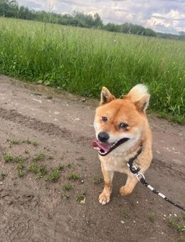 Loki- Shiba Inu - sportlich, verspielt - Alfdorf