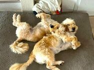 Missy & Max; ein Dreamteam - Geilenkirchen