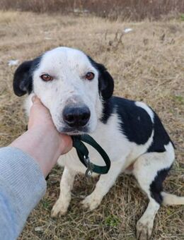 Mex Gutmütiger Hundemann, ca 8 Jahre - Vaterstetten