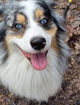 Deckrüde Aussie - Adelsdorf