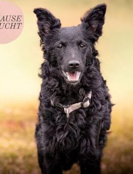 MARA sucht ihr perfect match ❤️ - Saarbrücken