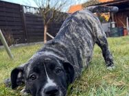 Cane Corso- Dogo Argentino Mischlingswelpen - Nalbach