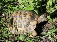 Schildkröte Griechische Landschildkröte Testudo hermanni hermanni Nachzucht 2002 männlich - Flintbek